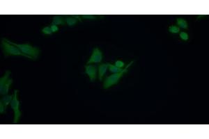 Detection of APOB in Human HepG2 cell using Monoclonal Antibody to Apolipoprotein B (APOB) (APOB 抗体  (AA 2747-2913))