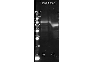 Goat anti Plasminogen antibody ( was used to detect Plasminogen under reducing (R) and non-reducing (NR) conditions. (PLG 抗体  (Biotin))