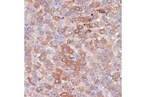 Immunohistochemistry of paraffin-embedded rat liver using Hemopexin (HPX) (HPX) Rabbit mAb (ABIN7267611) at dilution of 1:100 (40x lens). (Hemopexin 抗体)