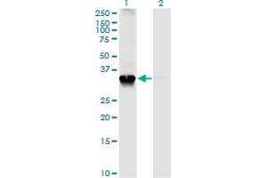 Western Blot analysis of STX4 expression in transfected 293T cell line by STX4A monoclonal antibody (M04), clone 6D1. (Syntaxin 4 抗体  (AA 19-119))