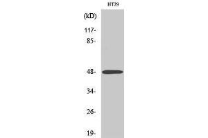 Western Blotting (WB) image for anti-Abhydrolase Domain Containing 2 (ABHD2) (Internal Region) antibody (ABIN3183126) (ABHD2 抗体  (Internal Region))