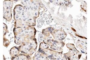 ABIN6268777 at 1/100 staining human Placenta tissue sections by IHC-P. (Aromatase 抗体  (Internal Region))