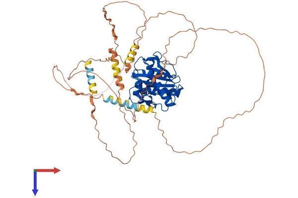SENP2 Protein (AA 1-588) (His tag)