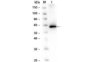 Western Blot of AKT1 Human Recombinant Protein. (AKT1 蛋白)