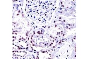 NONO antibody immunohistochemistry analysis in formalin fixed and paraffin embedded human kidney tissue (NONO 抗体  (AA 45-74))