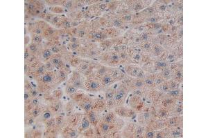 Used in DAB staining on fromalin fixed paraffin- embedded liver tissue (Neuroglobin 抗体  (AA 1-151))