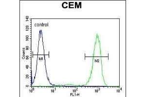 GB Antibody (N-term) (ABIN655821 and ABIN2845245) flow cytometric analysis of CEM cells (right histogram) compared to a negative control cell (left histogram). (GPM6B 抗体  (N-Term))