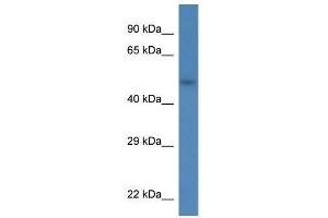 Western Blot showing Sdc3 antibody used at a concentration of 1. (SDC3 抗体  (N-Term))