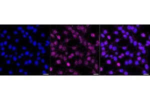 Immunocytochemical staining of C2C12 cells with GATA binding protein 3 antibody (ABIN7798695), 1:1,000). (Recombinant GATA3 抗体)