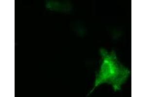 Image no. 13 for anti-DnaJ (Hsp40) Homolog, Subfamily A, Member 2 (DNAJA2) antibody (ABIN1497861) (DNAJA2 抗体)