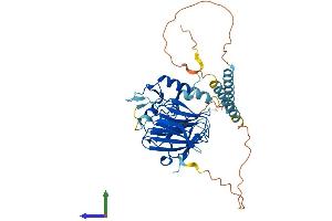 AlphaFold protein structure predicition of Human Recombinant RNF135 Protein, UniprotID Q8IUD6