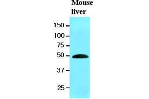 The extracts of mouse liver (20 ug) were resolved by SDS-PAGE, transferred to nitrocellulose membrane and probed with anti-human RNH1 (1:1000). (RNH1 抗体  (AA 7-461))