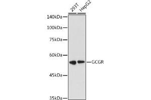 Western blot analysis of extracts of various cell lines, using GCGR antibody (ABIN7267394) at 1:1000 dilution. (Glucagon Receptor 抗体  (AA 1-140))