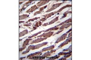 PUS1 Antibody (C-term) (ABIN656762 and ABIN2845983) immunohistochemistry analysis in formalin fixed and paraffin embedded human skeletal muscle followed by peroxidase conjugation of the secondary antibody and DAB staining. (PUS1 抗体  (C-Term))