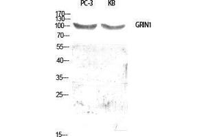 Western Blot (WB) analysis of specific cells using GRIN1 Polyclonal Antibody. (GRIN1/NMDAR1 抗体  (Internal Region))