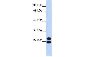 WB Suggested Anti-PRRX2 Antibody Titration:  0. (PRRX2 抗体  (N-Term))