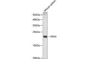Western blot analysis of extracts of mouse spleen, using RP antibody (ABIN6128654, ABIN6147085, ABIN6147087 and ABIN6218282) at 1:1000 dilution. (RPA3 抗体  (AA 6-121))