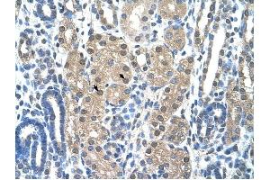 Granzyme H antibody was used for immunohistochemistry at a concentration of 4-8 ug/ml to stain Epithelial cells of renal tubule (arrows) in Human Kidney. (GZMH 抗体)