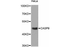 Western blot analysis of extracts of HeLa cells, using CASP9 antibody (ABIN4903132) at 1:1000 dilution. (Caspase 9 抗体)