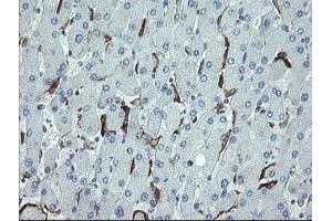 Image no. 1 for anti-Cyclin-Dependent Kinase Inhibitor 2B (p15, Inhibits CDK4) (CDKN2B) antibody (ABIN1497444) (CDKN2B 抗体)