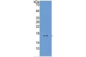 Western Blotting (WB) image for Pleiotrophin (PTN) ELISA Kit (ABIN6574270)