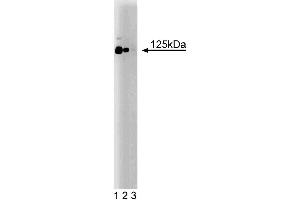 Western blot analysis of CD51 (Integrin alphaV) on a rat cerebrum lysate. (CD51 抗体  (AA 609-722))