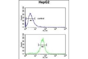 RERE Antibody (N-term) (ABIN653912 and ABIN2843149) flow cytometric analysis of HepG2 cells (bottom histogram) compared to a negative control cell (top histogram). (RERE 抗体  (N-Term))