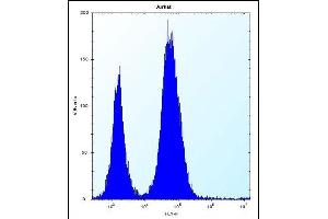 DULLARD Antibody (Center) (ABIN656732 and ABIN2845956) flow cytometric analysis of Jurkat cells (right histogram) compared to a negative control cell (left histogram). (CTDNEP1A 抗体  (AA 131-160))