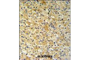 NAT8 Antibody IHC analysis in formalin fixed and paraffin embedded mouse kidney tissue followed by peroxidase conjugation of the secondary antibody and DAB staining. (NAT8 抗体  (AA 110-138))