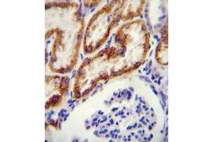 GATM antibody (N-term) (ABIN654401 and ABIN2844143) immunohistochemistry analysis in formalin fixed and paraffin embedded human kidney tissue followed by peroxidase conjugation of the secondary antibody and DAB staining. (GATM 抗体  (N-Term))