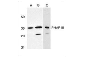 Western blot analysis of PHAP III expression in human A549 (A) and HepG2 (B) cells, and rat testis (C) with this product at 1 μg/ml. (ANP32E 抗体  (C-Term))