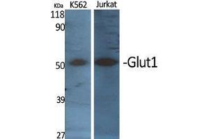 Western Blot (WB) analysis of specific cells using Glut1 Polyclonal Antibody. (GLUT1 抗体  (C-Term))