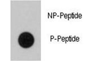 Dot blot analysis of phospho-BRAF antibody.
