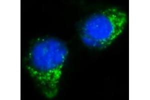 IF analysis of IFIT5 using anti-IFIT5 antibody (ABIN7600752). (IFIT5 抗体  (AA 23-439))