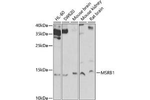 Western blot analysis of extracts of various cell lines, using MSRB1 Antibody (ABIN6129123, ABIN6144089, ABIN6144090 and ABIN6222462) at 1:1000 dilution. (MSRB1 抗体  (AA 1-94))