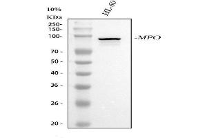 Western blot analysis of MPO using anti-MPO antibody (ABIN7605636).