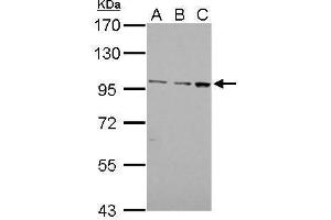 Western Blotting (WB) image for anti-Egf-Like Module Containing, Mucin-Like, Hormone Receptor-Like 1 (EMR1) (C-Term) antibody (ABIN2855220)