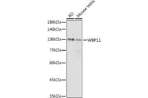 Western blot analysis of extracts of various cell lines, using WBP11 antibody (ABIN7271390) at 1:1000 dilution. (WBP11 抗体  (AA 1-140))
