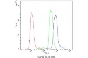 Flow cytometry testing of human HL60 cells with AIRE antibody at 1ug/10^6 cells (blocked with goat sera) (AIRE 抗体)