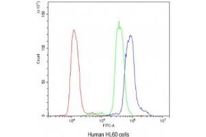 Flow cytometry testing of human HL60 cells with AIRE antibody at 1ug/10^6 cells (blocked with goat sera) (AIRE 抗体)