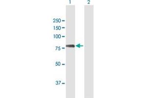 Western Blot analysis of UMOD expression in transfected 293T cell line by UMOD MaxPab polyclonal antibody. (Uromodulin 抗体  (AA 1-611))