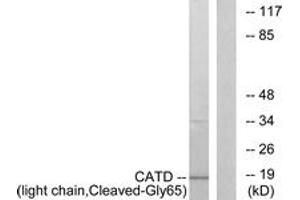 Western blot analysis of extracts from COS7 cells, treated with etoposide 25uM 1h, using CATD (light chain,Cleaved-Gly65) Antibody. (Cathepsin D 抗体  (Cleaved-Gly65))