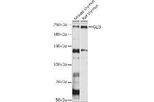 Western blot analysis of extracts of various cell lines, using GLI3 Rabbit pAb (ABIN7267386) at 1:1000 dilution. (GLI3 抗体  (AA 800-900))