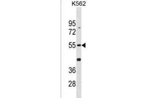 Mouse Cdk14 Antibody (N-term) (ABIN1881191 and ABIN2838400) western blot analysis in K562 cell line lysates (35 μg/lane). (CDK14 抗体  (N-Term))