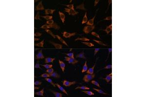 Immunofluorescence analysis of L929 cells using RPS25 antibody (ABIN7270020) at dilution of 1:100. (RPS25 抗体  (C-Term))