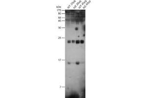 Figure: 20 or 40 ug of total protein from Arabidopsis thaliana (WT) Leafs or ferredoxin mutant fd2 were separated on 15 % acrylamide gel with 6 M urea. (Ferredoxin1 (FDX1) 抗体)
