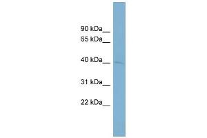 WB Suggested Anti-PON3 Antibody Titration:  0. (PON3 抗体  (Middle Region))