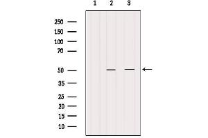 Western blot analysis of extracts from various samples, using CRLS1-Specific Antibody. (CRLS1 抗体  (Internal Region))