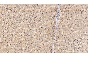 Detection of SLC in Porcine Liver Tissue using Polyclonal Antibody to Secondary Lymphoid Tissue Chemokine (SLC) (CCL21 抗体  (AA 24-134))