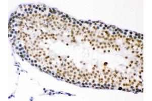 Anti- CDK1 Picoband antibody, IHC(P) IHC(P): Rat Testis Tissue
